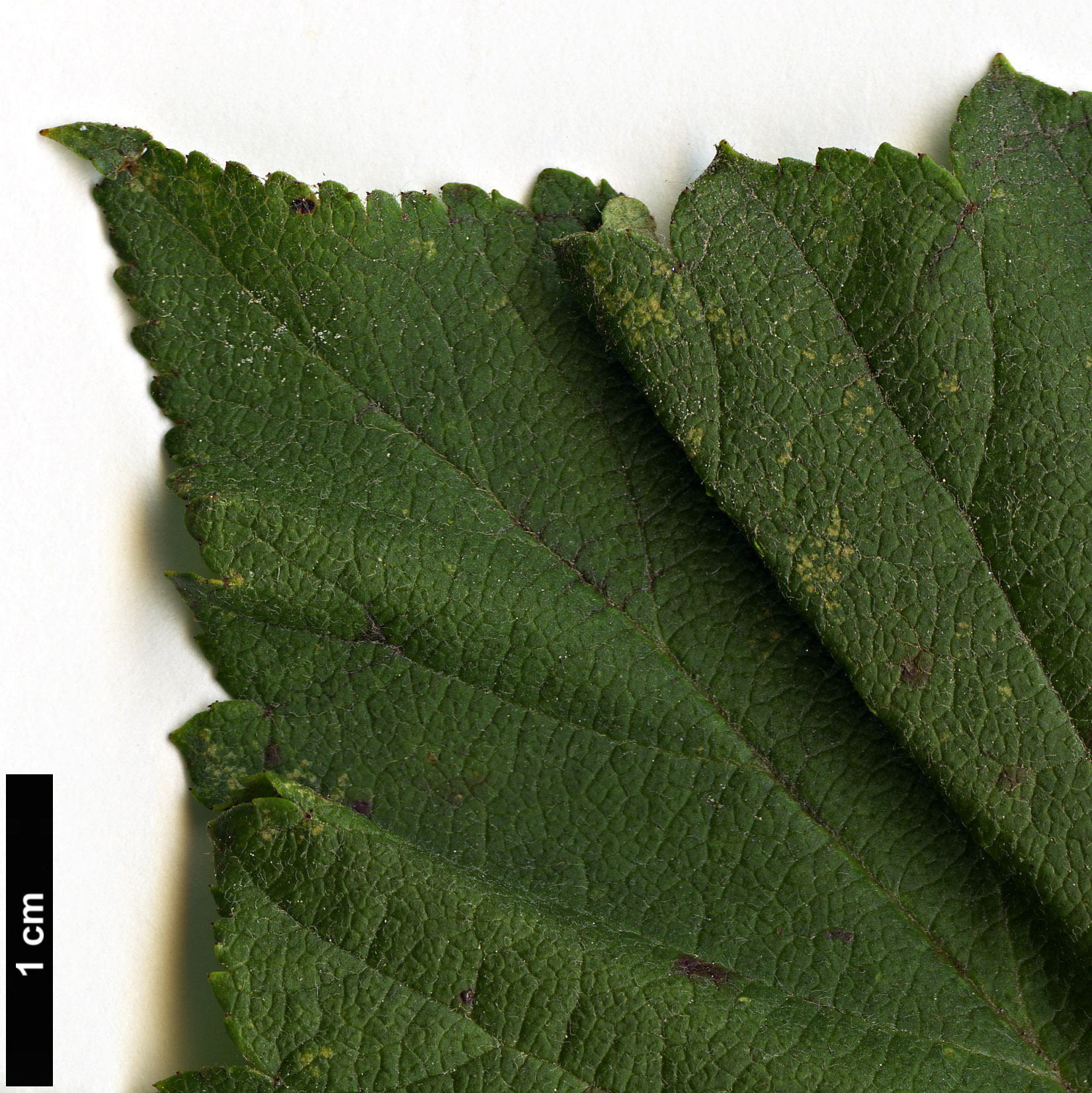 High resolution image: Family: Rosaceae - Genus: Malus - Taxon: yunnanensis - SpeciesSub: var. veitchii High resolution image: Family: Rosaceae - Genus: Malus - Taxon: yunnanensis - SpeciesSub: var. veitchii